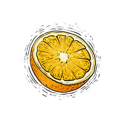 Oranges fruit drawing illustration