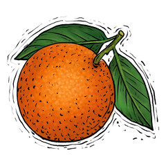 Oranges fruit drawing illustration