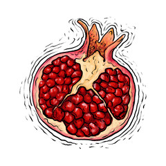 Pomegranate fruit drawing illustration