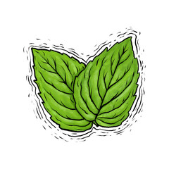 Mint leaves drawing illustration