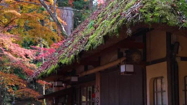 Nara Old thatched roof and autumn leaves