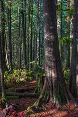 View in to tall pine trees on a summer day. Natural Forest of Spruce Trees. Forest background. Dark forrest nature view