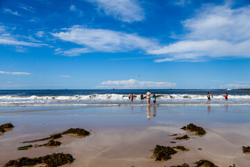 Seaweed along shoreline of beach on summers day with people swimming in water