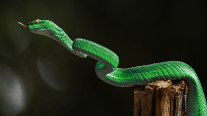 Green viper snake
