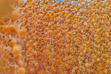 MATURE FRESH YELLOW PERSIMMON FRUIT DRYING ON FARM, DA LAT, CAU DAT, LAM DONG, VIETNAM.