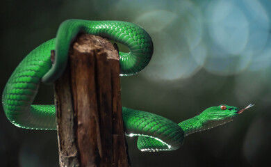 Green viper snake 