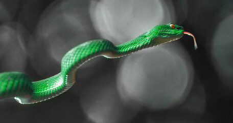 Green viper snake
