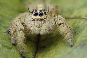 spider on a leaf