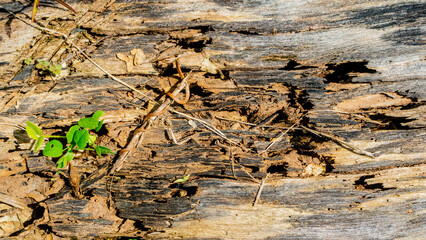 old wood texture as a background