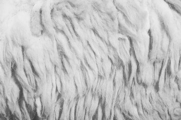 Fur sheep white grey texture natural abstract on background