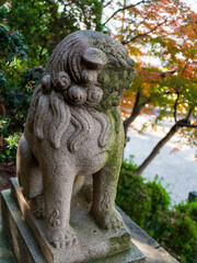 Fototapeta na wymiar 苔の生えた神社の狛犬と紅葉