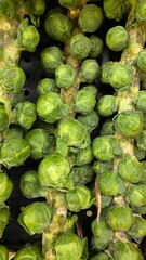 The Brussels sprout is a member of the Gemmifera cultivar group of cabbages, grown for its edible buds.