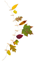 Dry leaves autumn composition on the rope