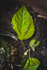 Hibiscus Leaf on Ground