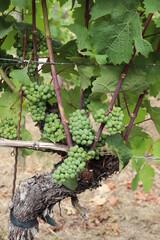 Weinrauben f&uuml;r Wei&szlig;wein wei&szlig; am Rebstock im Weinberg kurz vor der Ernte Lese Weinlese im Herbst