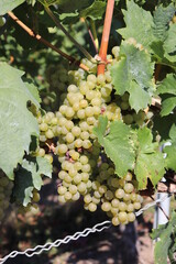 Weinrauben f&uuml;r Wei&szlig;wein wei&szlig; am Rebstock im Weinberg kurz vor der Ernte Lese Weinlese im Herbst