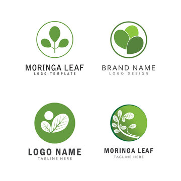 Moringa Leaf Logo Template Vector Symbol Nature