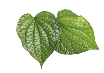 betel leaves on white background isolated image