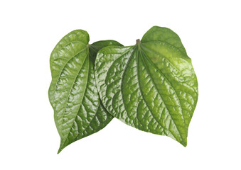 betel leaves on white background isolated image