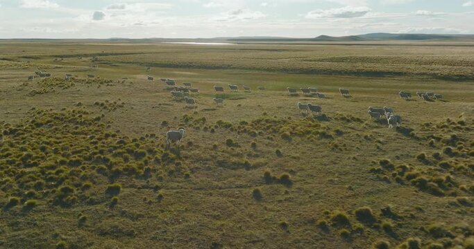 Gorgeous aerial view of a flock of sheep roaming through the plains of Argentina