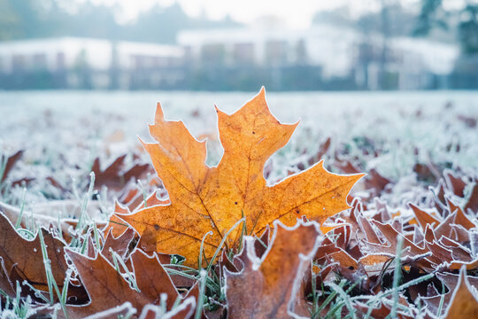 A single frozen brown leaf on grassy ground early during a cold autumn morning