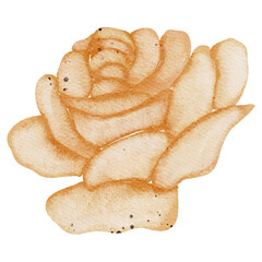 Watercolor flower illustration 