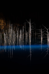 ライトアップされた夜の青い池　美瑛町
