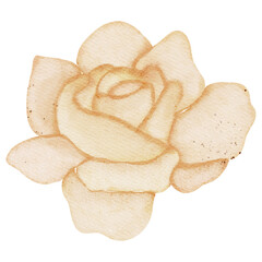 Watercolor flower illustration 