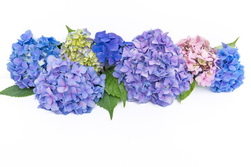 Composition from fresh multicolored hydrangea buds on white background with copy space. Floral...