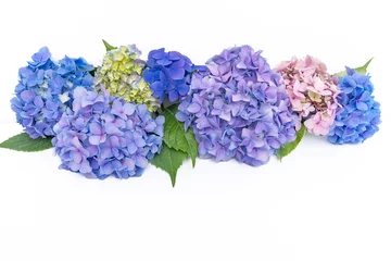 Fotobehang Composition from fresh multicolored hydrangea buds on white background with copy space. Floral arrangement of colorful hydrangea flowers © Sergey + Marina