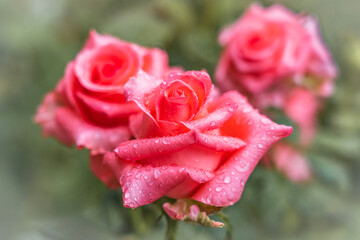Lovely pink roses with water drops during the rain.