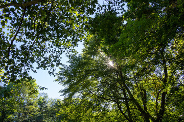木の葉からこぼれる太陽の光