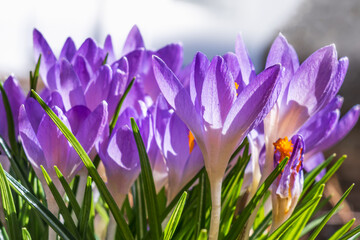 Purple crocus in a garden bed in early spring side view