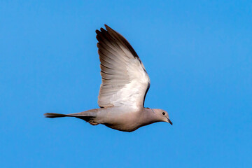 lovely bird wirh details of wings, The Eurasian collared dove is a dove species native to Europe...