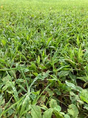 Obraz premium 雨上がりの公園