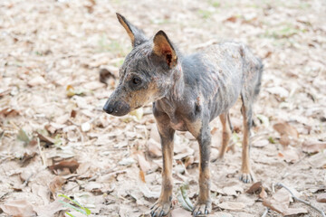 A stray dog discomfort sores festering smell dermatitis is a rash Rod from fungi.