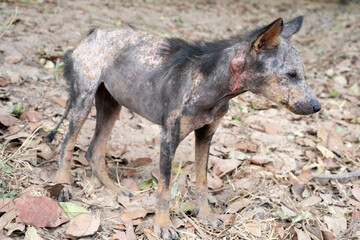 A stray dog discomfort sores festering smell dermatitis is a rash Rod from fungi.