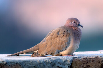 closeup of dove , with great details, beautiful wildlife birds, portrait of dove, The laughing dove is a small pigeon that is a resident breeder in Africa and asia