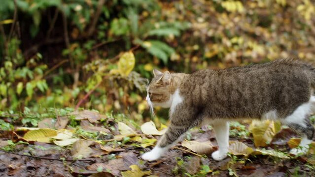 Cat walking in autumn forest. Beautiful independent cat roaming the park and exploring surroundings. Pets in the wild 