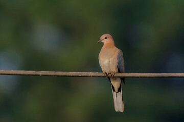 beautiful wildlife birds, portrait of dove, The laughing dove is a small pigeon that is a resident breeder in Africa and asia