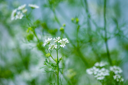 Close-up of Coriander plant with many white flowers.