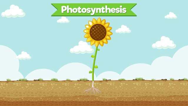 Photosynthesis cartoon for kids showing intake and output