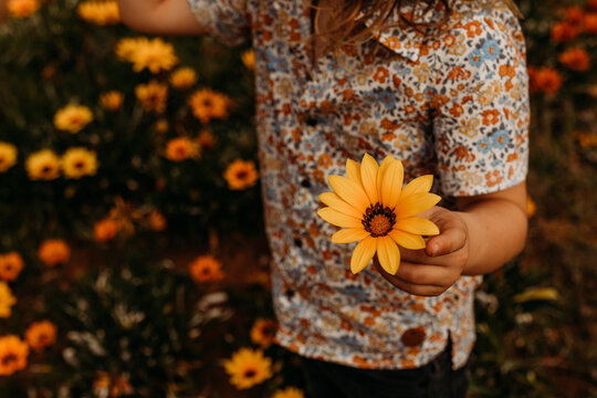 Hand Holding A Flower In A Field Of Flowers