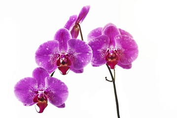 Fototapeta na wymiar Flower orchids