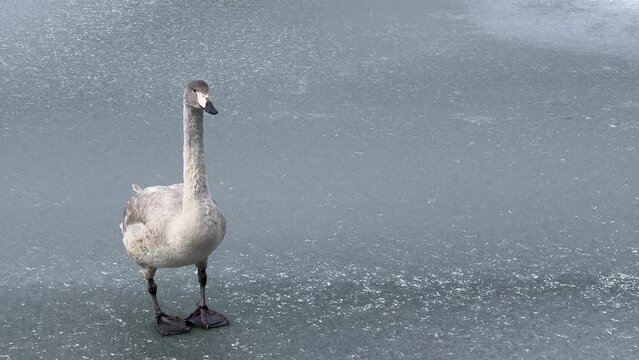 Young whooper swan on a frozen lake in Japan