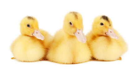Three young mulard hybrids on a white background in a row, buying and selling ducklings.