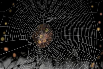 aesthetic spider web with its wonderful architecture and creative design