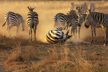 Fototapeta premium A Zebra (Equus quagga) rolling in dust in the later afternoon sun. 