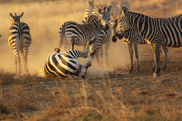 A Zebra (Equus quagga) rolling in dust in the later afternoon sun. 	