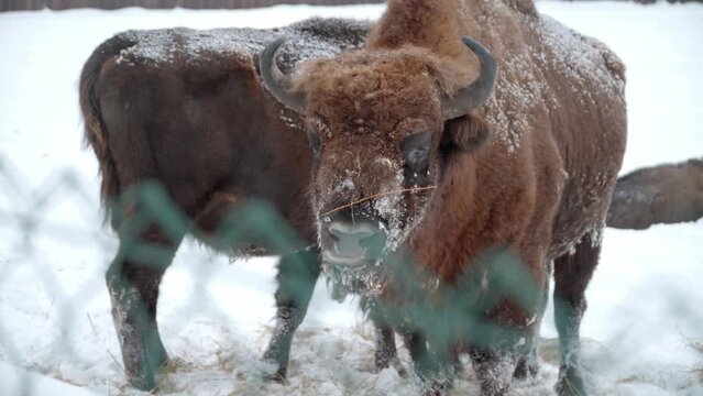 Two adult European Bison and a calf in winter in Bialowieza National Park in Poland. Endangered species for reintroduction into the wild.